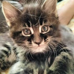 Фото №3 кошечка