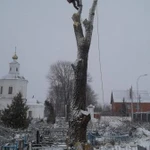 Фото №2 Спил деревьев 
