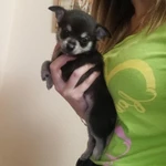 Фото №5 Малыш чихуа