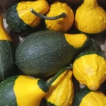 Фото №10 Тыква декоративная