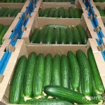 Фото №6 Тепличный Огурец Гладкий Мева, Демарраж Оптом