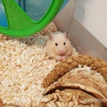 фото Хомячок