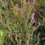 Фото №6 Дербенник иволистный . Цена за 100 грамм. .