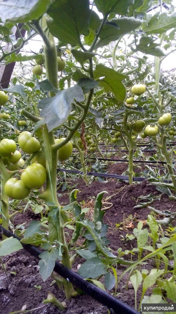 Продам фермерское хозяйство 25 Га.