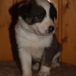 Фото №6 Щеночки в добрые руки. СРОЧНО!