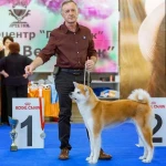 Фото №2 Стрижка  собак и кошек Бердск