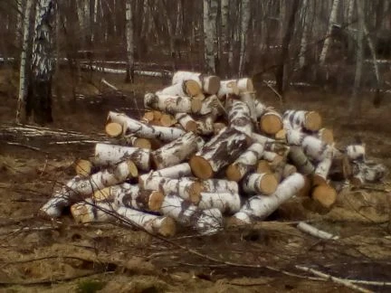 Фото Дрова березовые пиленные по 30-40 см. Береза