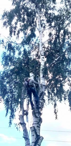 Фото Спил и обрезка деревьев