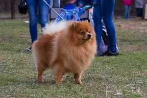 Фото Немецкий малый шпиц