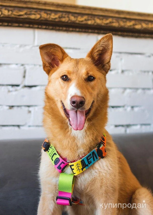 Дина ищет дом и семью!