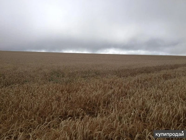Фото Хозяйство 1600 Га