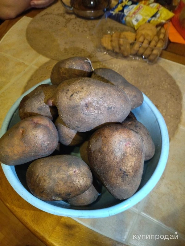 Фото Картофель семенной Сарпо Мира