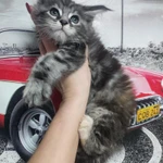 Фото №4 Мейн-кун