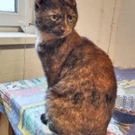 Фото №2 Черепаховая красавица Анфиса, молодая домашняя кошечка в добрые руки