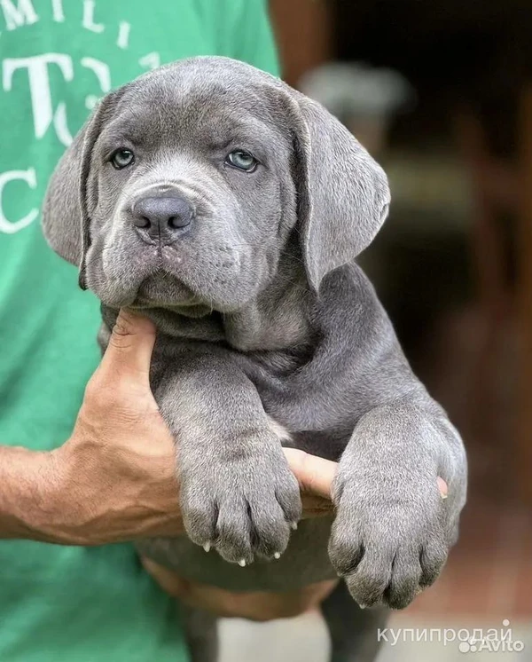 Фото Щенки кане корсо от топ питомника