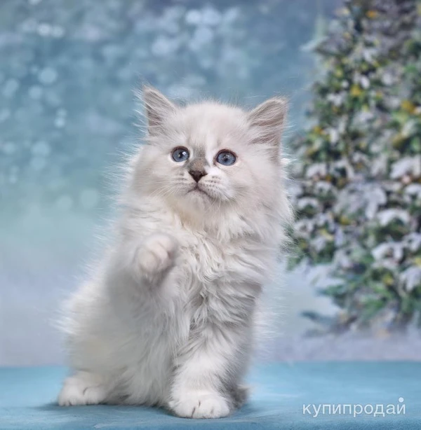 Фото Невские очаровательные котята