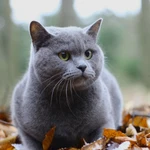 Ремонт телевизоров, выезд по Белгороду и пригородам