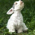 Фото №3 Щенки силихем - терьера