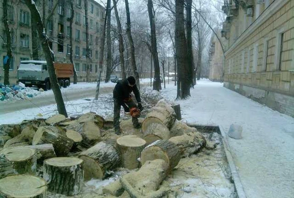 Фото Спил и вывоз деревьев