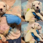 Фото №4 Американский булли, щенки xl, стандарт, классик