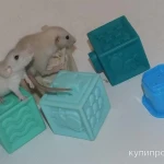 Фото №7 Декоративные крысята сиам