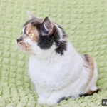 Фото №2 Шикарная кошечка - трехцветка Буся в добрые руки