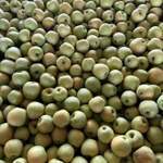 Фото №5 Яблоки оптом с доставкой