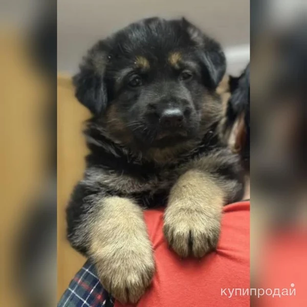 Фото Щенки немецкой овчарки
