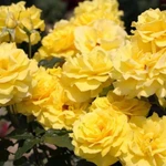 Фото №7 Розы в Мичуринске 