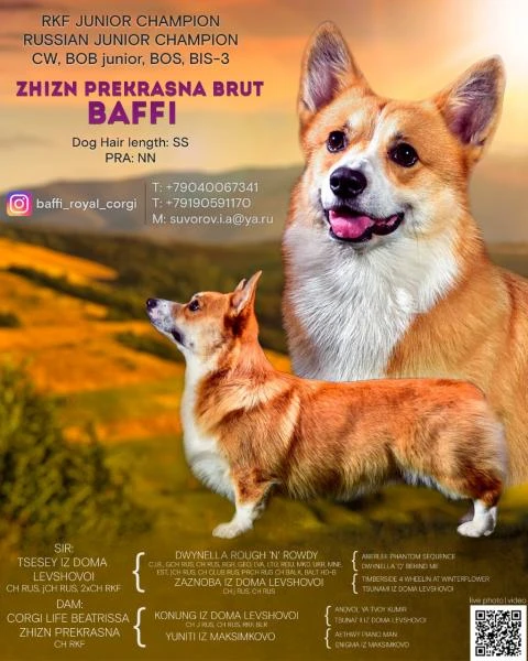 Фото Вязка Вельш корги пемброк (шоу класс) FСI