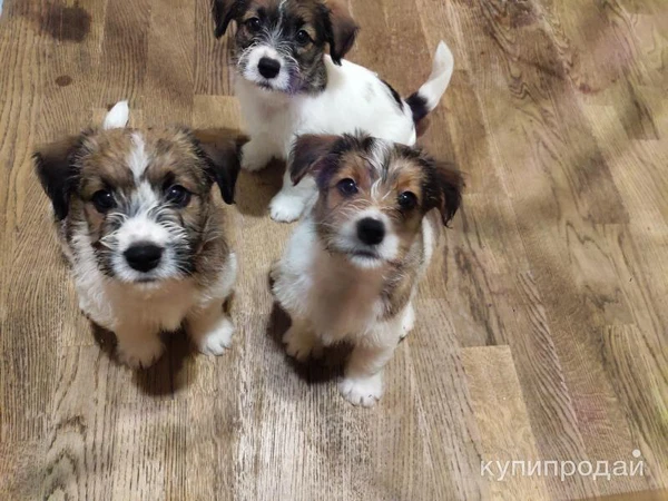 Фото Джек Рассел вязка, щенки