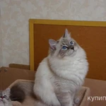 Фото №3 невские маскарадные котята для Вас (питомник)