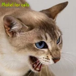 Фото №4 Гостиница для кошек,  грызунов,  птиц "Motel for cats" 