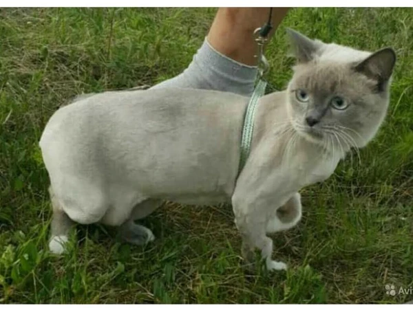 Фото Стрижка котов