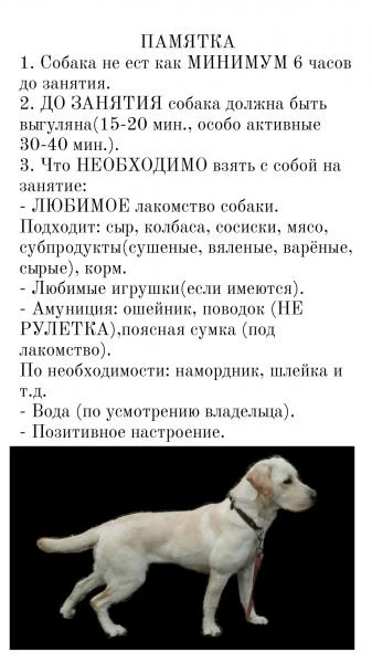 Фото Дрессировка собак