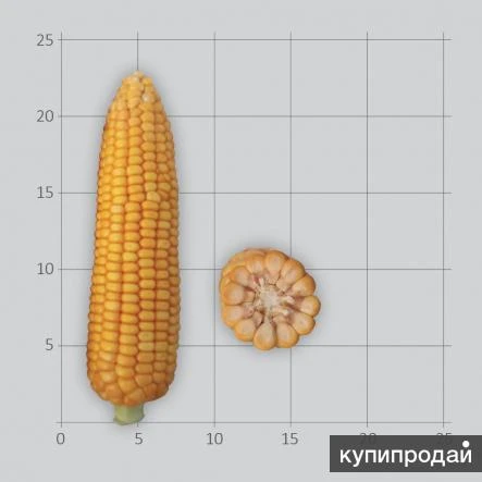 Фото Семена гибридов кукурузы Лимагрен