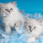 Фото №3 Невские очаровательные котята