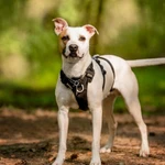 Фото №3 Красивый пёс Дарий в добрые руки.