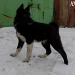 Фото №5 Аренда животных для фотосъемок и праздников