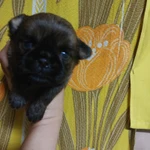 Фото №8 БРЮССЕЛЬСКИЙ ГРИФФОН 4,5 мес.