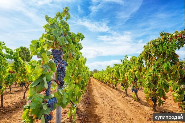 Продаются действующие Виноградники