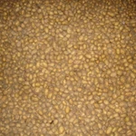 фото Семенной картофель розница и опт от производителя Гатчина