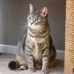 Фото №7 Варя - не кошка, а мечта. В добрые руки