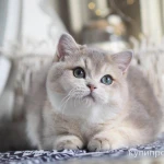 Фото №7 Британская девочка Виолетта