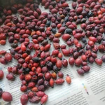 Фото №3 Шиповник лесной горный.