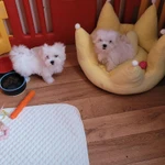 Фото №9 Мальтезе. Щенки Мальтийской болонки. РКФ