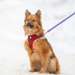 Фото №3 Чудо ищет дом