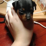 Фото №2 Щенок Цвергпинчера