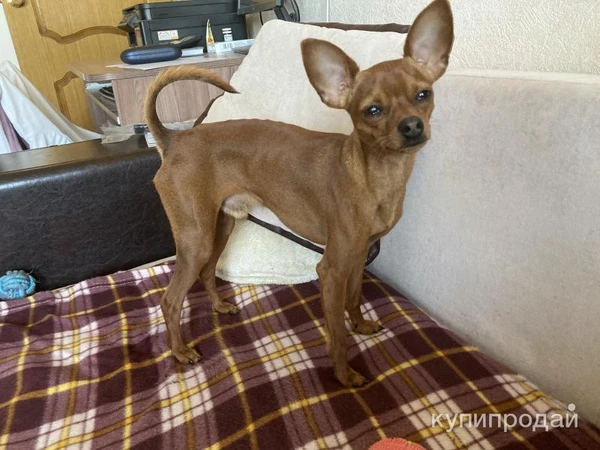 Фото Вязка бесплатно