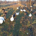 Фото №4 Индюки